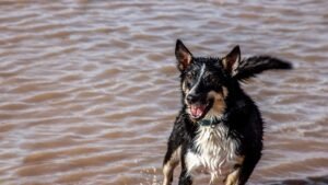 Your Dog's Happy Tail Wags Are More Than Just a Greeting – They're a Language