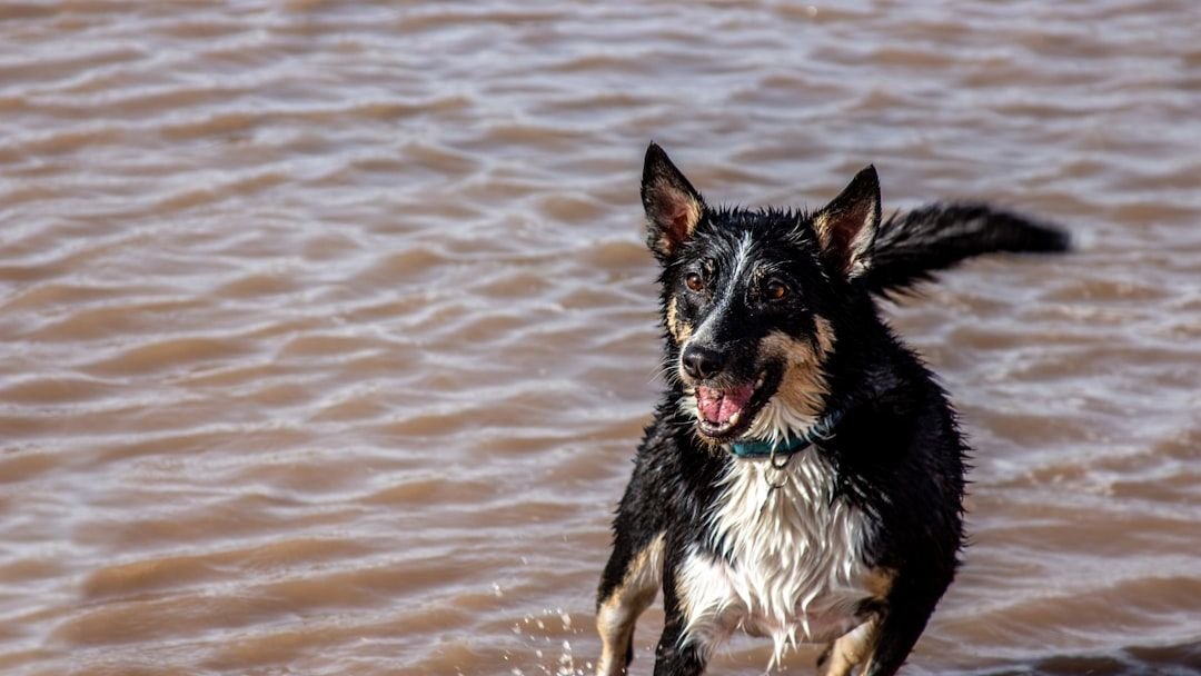 Your Dog's Happy Tail Wags Are More Than Just a Greeting – They're a Language