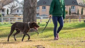 The Secret to a Calm Dog: It's Simpler Than You Think (And It's Not Treats!)