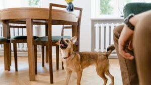 7 Simple Games You Can Play Indoors to Keep Your Dog Happy and Engaged