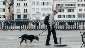 Stop Believing These 5 Outdated Myths About Senior Dogs – They're Still Pups at Heart!