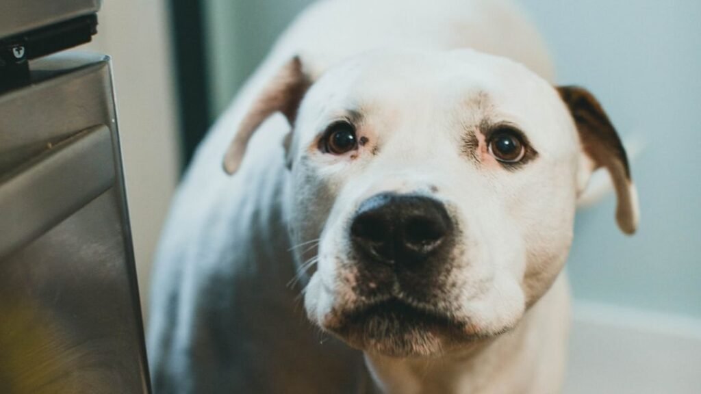 Your Dog Isn't Stubborn, They're Just Misunderstood: A Guide to Better Communication