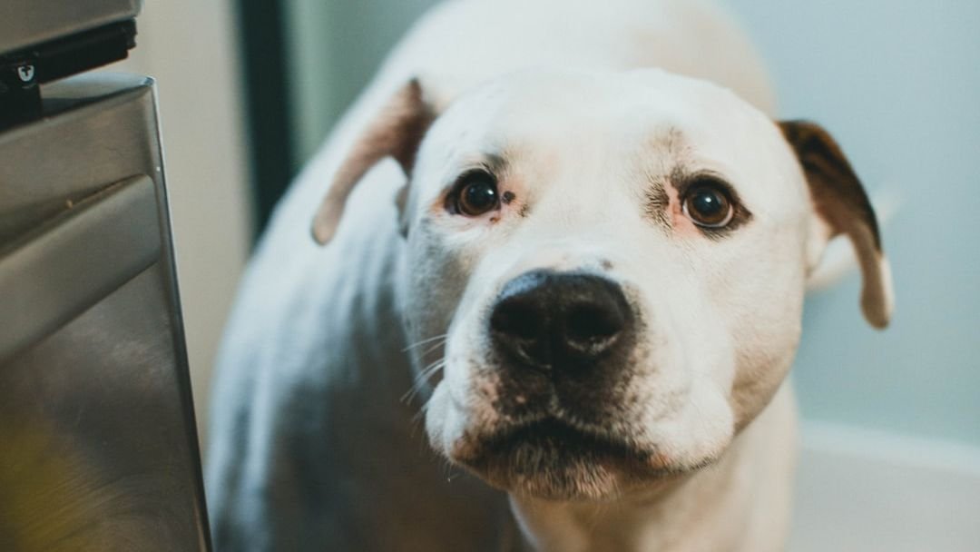 Your Dog Isn't Stubborn, They're Just Misunderstood: A Guide to Better Communication