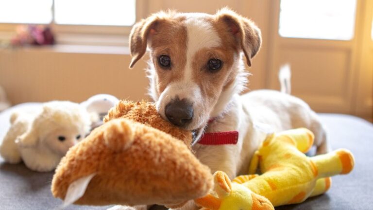 Your Dog's Favorite Toy Holds More Emotional Significance Than Just Playtime Fun