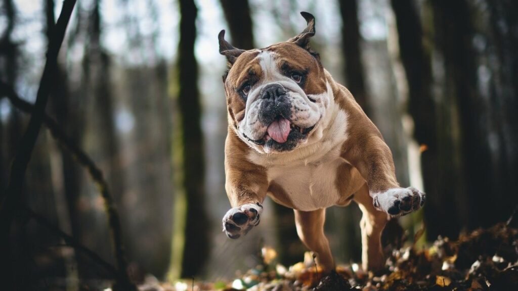 11 Dog Behaviors You Might Misunderstand – And Their True Loving Meaning