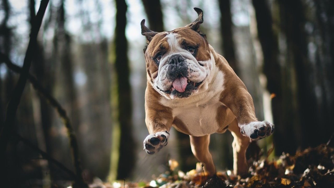 11 Dog Behaviors You Might Misunderstand – And Their True Loving Meaning