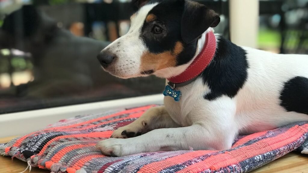 10 Clever Ways to Keep Your Dog Mentally Stimulated Even on Rainy Days