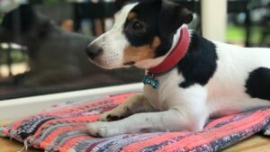 10 Clever Ways to Keep Your Dog Mentally Stimulated Even on Rainy Days