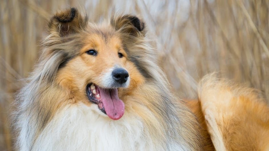 11 Dog Breeds That Get Along Great with Other Pets (Harmony in the Home!)