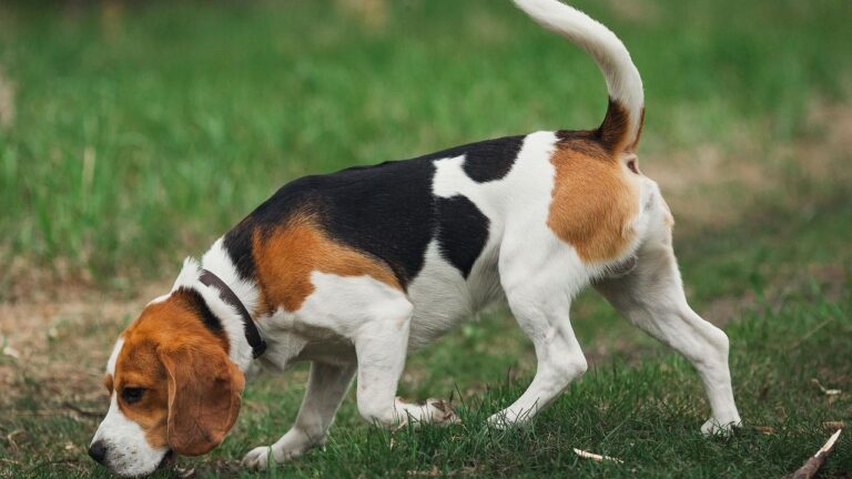 8 Everyday Habits That Can Secretly Boost Your Dog's Happiness and Health