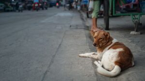 Mama Dog Freed After Four Days Trapped in Bucket, Reunites Joyfully with Puppies in Thailand