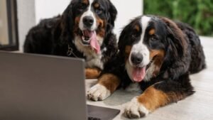 8 Simple Ways to Help Your Dog Feel Safe and Secure in Their Home