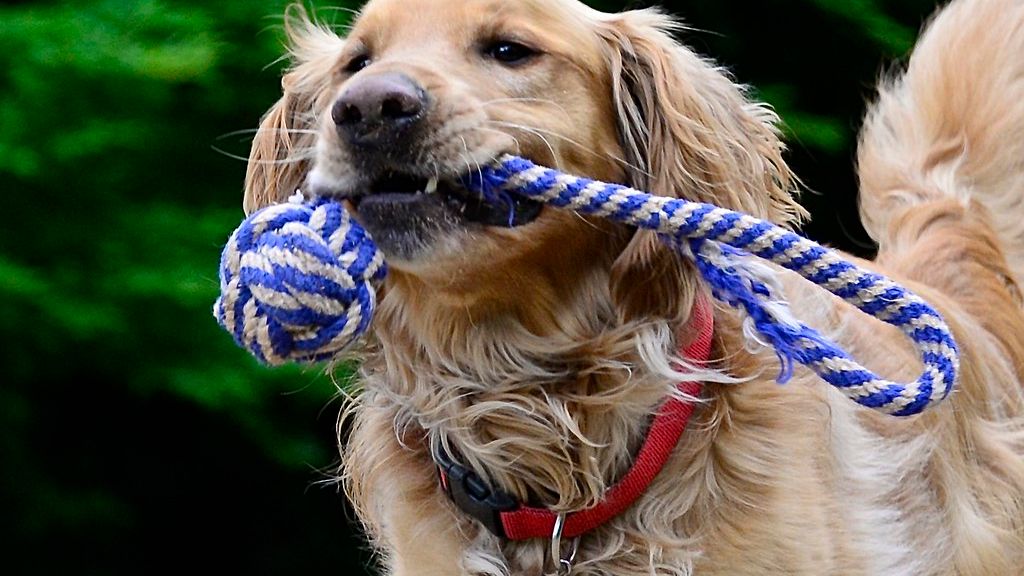 Forget Expensive Toys: These Simple Household Items Are Your Dog's New Favorite Playthings