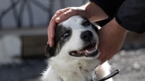 10 Unexpected Places Your Dog Loves to Be Pet (Beyond the Belly Rub!)