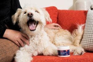 How owners can spot early signs of pain in their dogs