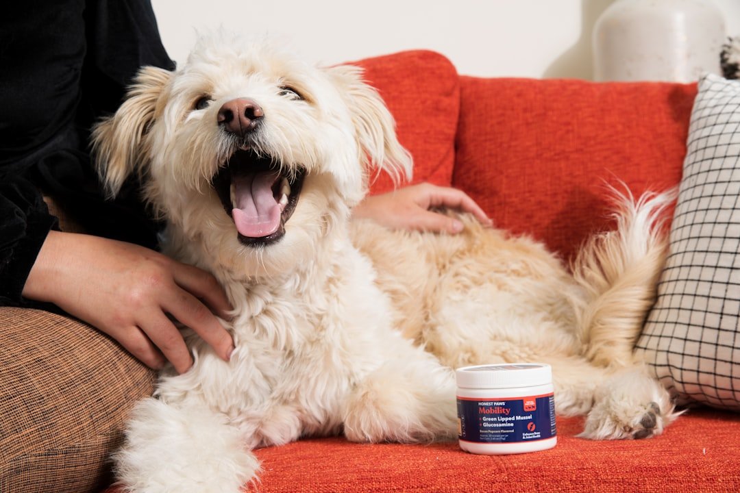 How owners can spot early signs of pain in their dogs