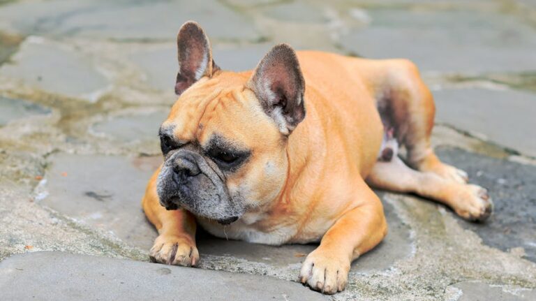 Judge Tosses PETA's Lawsuit Against the American Kennel Club Over Dog Breed Health