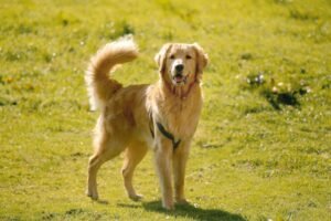 Most popular dog breeds in Mississippi