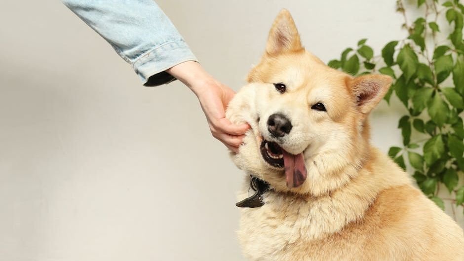 The Simple Act of Petting Your Dog Can Significantly Reduce Your Stress Levels