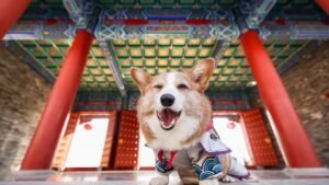 11 Dog Breeds That Go Above and Beyond as Therapy and Emotional Support Dogs