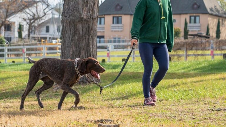 10 Subtle Signs Your Dog Is Trying to Tell You They Need More Exercise