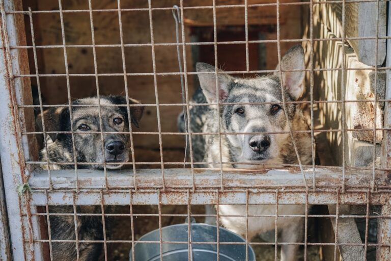 Dogs found crammed in living room doing 'really well', says RSPCA