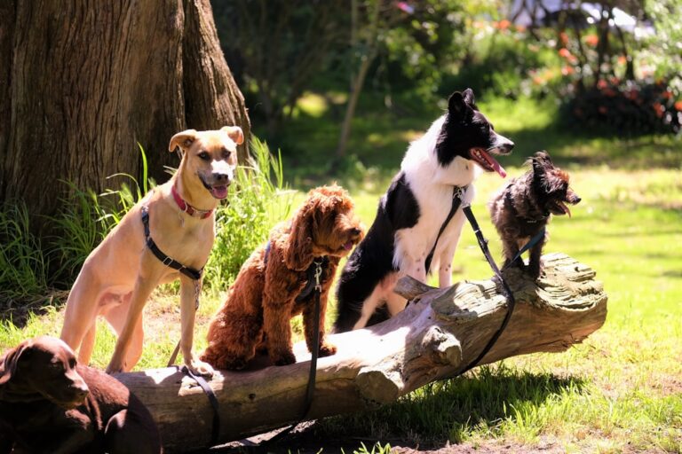 RSPCA says 250 dogs found crammed into one home