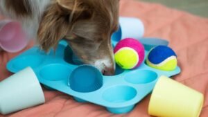 5 Simple Ways to Help an Older Dog Stay Active and Happy Every Day