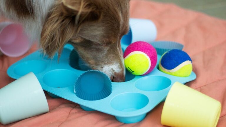 5 Simple Ways to Help an Older Dog Stay Active and Happy Every Day