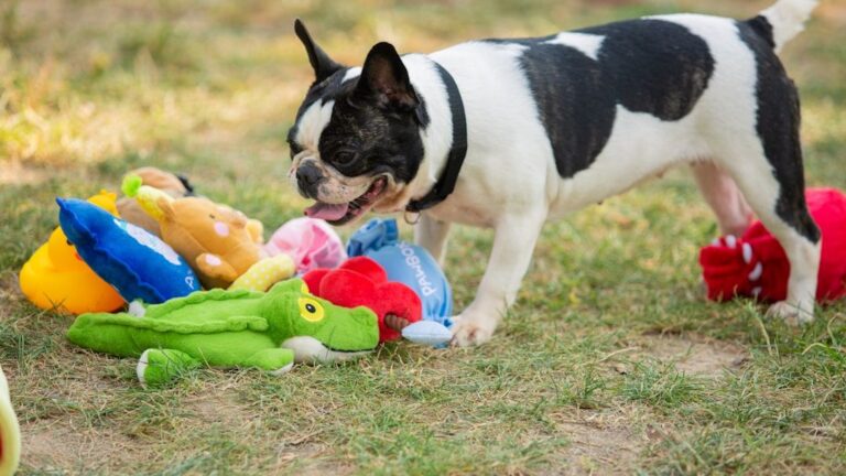 6 Easy DIY Toys You Can Make for Your Dog Using Things Already at Home