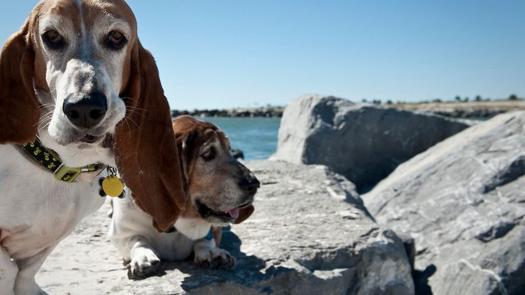 10 Dog Breeds That Are Known for Their Silly Antics and Making You Laugh