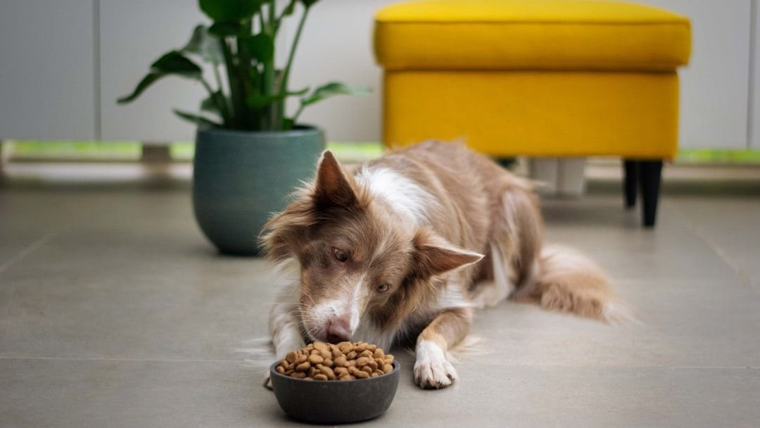 Why Does My Dog Stare at Me While They Eat? The Science Behind It