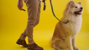 What If My Dog Doesn't Like Other Dogs? Understanding Their Social Cues