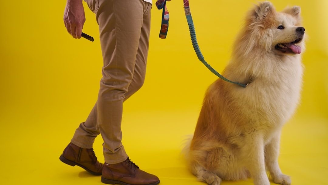 What If My Dog Doesn't Like Other Dogs? Understanding Their Social Cues