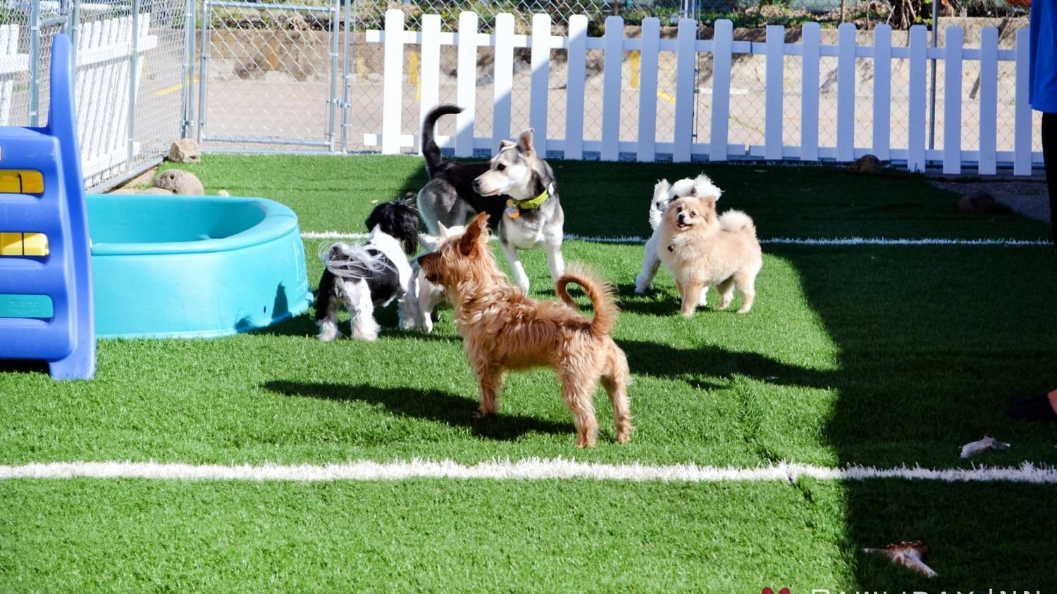 How Can I Best Prepare My Dog for When I Need to Leave Them Alone?