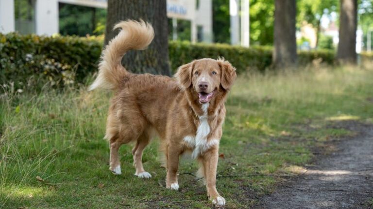What Does My Dog's Tail Wagging Really Mean? It's Not Always Happiness!