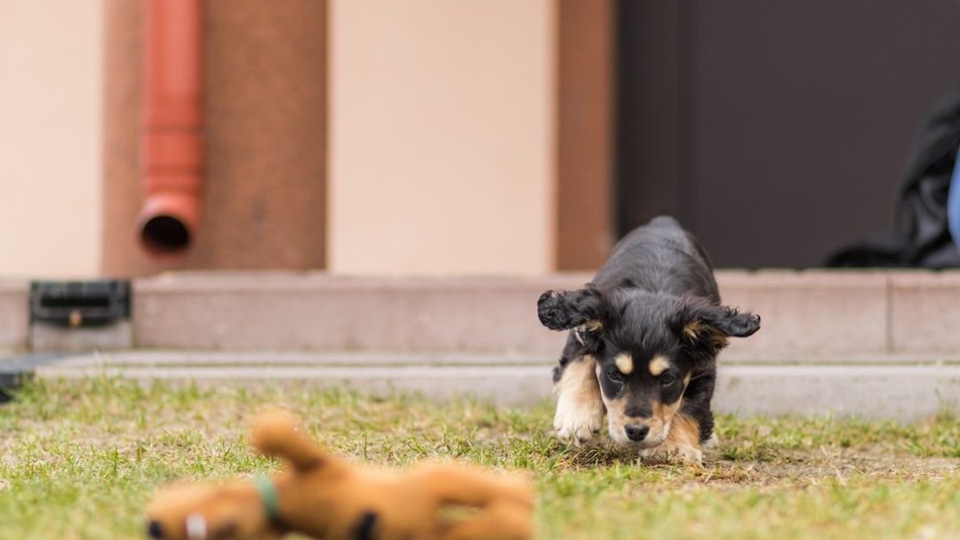 Why Do Dogs Bury Their Favorite Toys? Uncovering This Playful Mystery