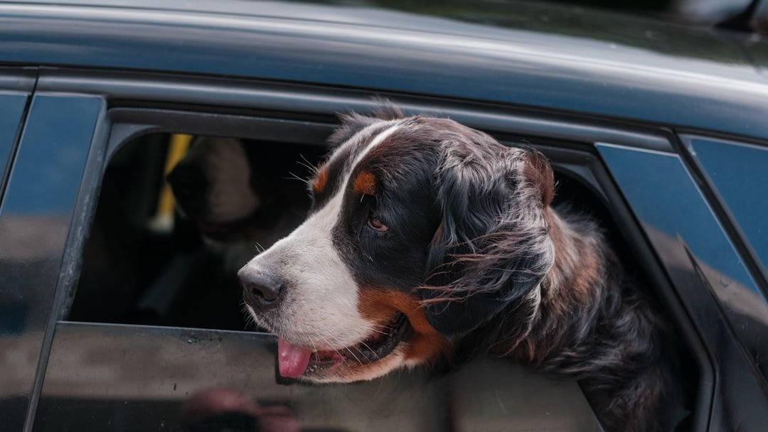 8 Essential Safety Tips for Taking Your Dog on Car Rides