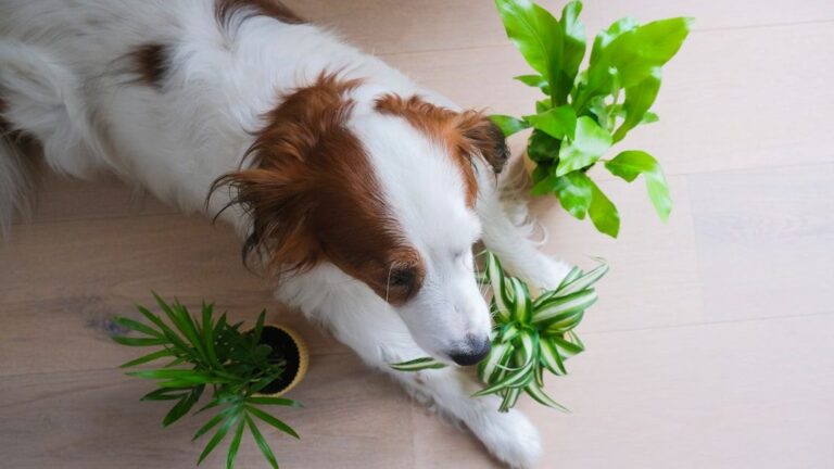 10 Common Plant Toxins to Keep Away From Your Curious Canine