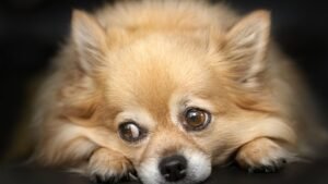 Your Dog Acts Out When Bored (They're Not Bad - They're Mentally Frustrated)