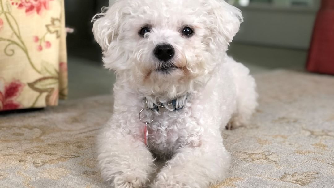 12 Dog Breeds That Thrive in Apartment Living (No Yard Needed!)