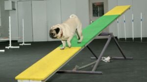 7 Gentle Exercises to Help Your Dog Stay Active and Agile