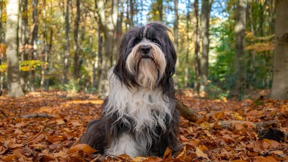 Meet AKC Breed of the Day: The Tibetan Terrier 'Holy Dog of Tibet,' and Some Facts About It.