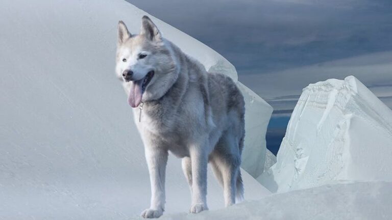 Husky Wolf Defies Zero Survival Odds in Jaw-Dropping Rescue by SGT Canines