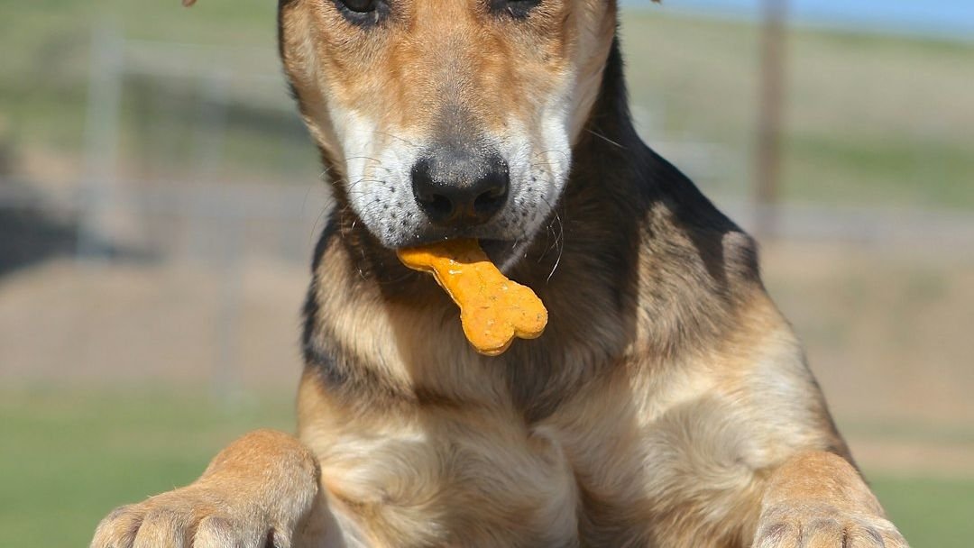9 Delicious Homemade Treats Your Dog Will Absolutely Adore
