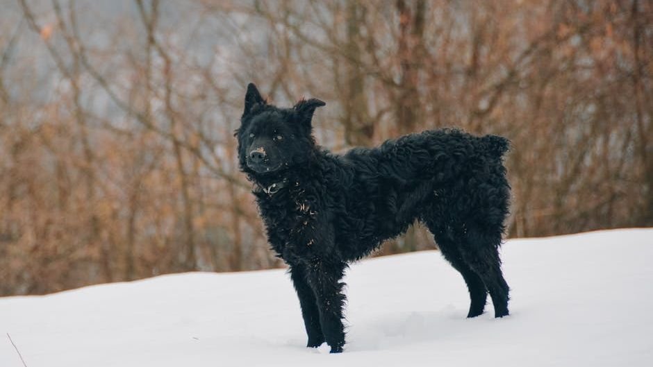 10 Unique Dog Breeds That Are Rarely Seen But Make Wonderful Companions