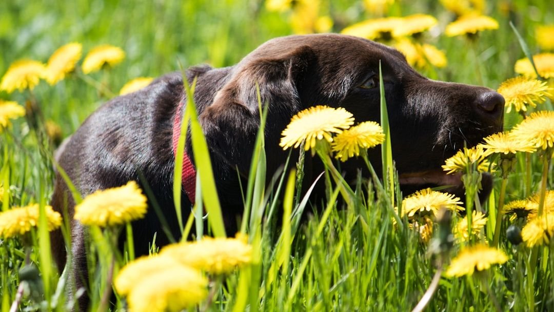 These Dog Breeds Are Surprisingly Good at Understanding Human Emotions