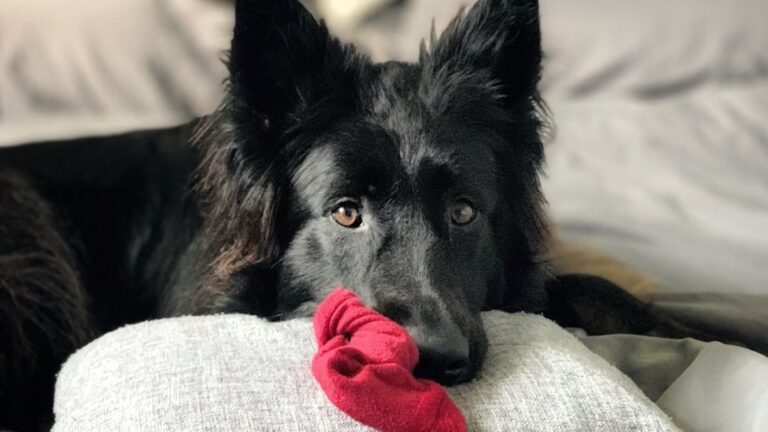 Your Dog's Quirky Habits Are Actually Signs of Deep Affection for You