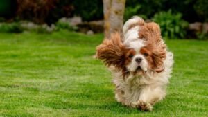 These Dog Breeds Act Like Perpetual Puppies, No Matter Their Age!