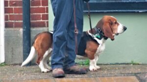 Quiet Companions: Some Dog Breeds Truly Prefer a Peaceful Household